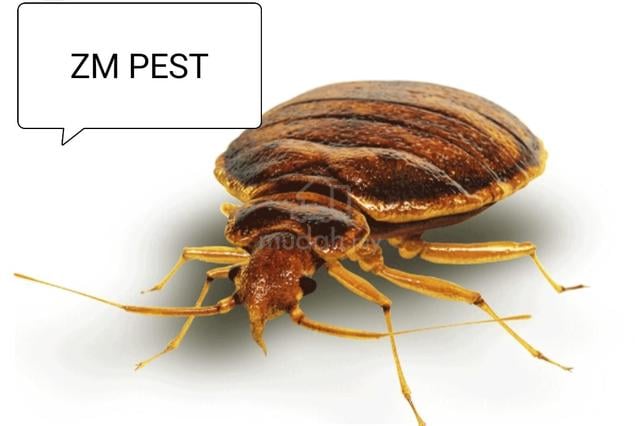 Carousel Image Selected