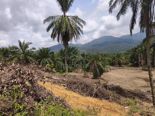 Tanah kebun di Manong Perak 1