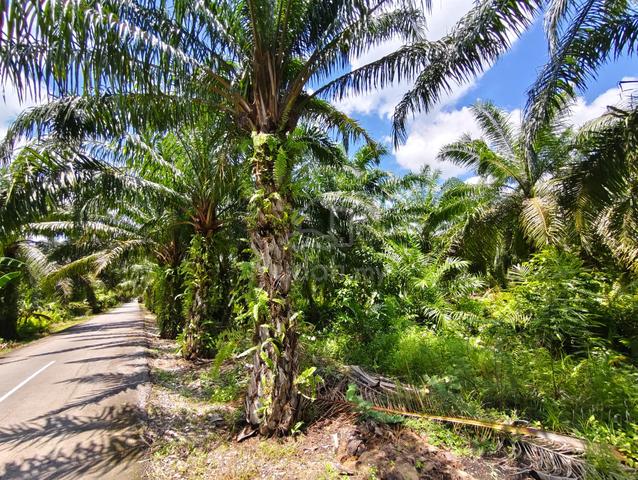 Freehold 26.49-Acre Land for Sale at Panchang Bedena, Sabak Bernam 2