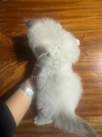 Ragdoll Kitten - photo 3 of 4