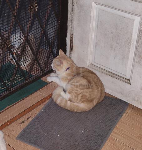 Mix BSH - photo 4 of 6