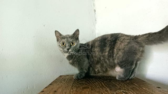 ibu muchkin & anak  - photo 2 of 2