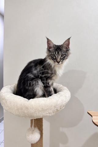 2x Mainecoon pure breed non cert - photo 4 of 4