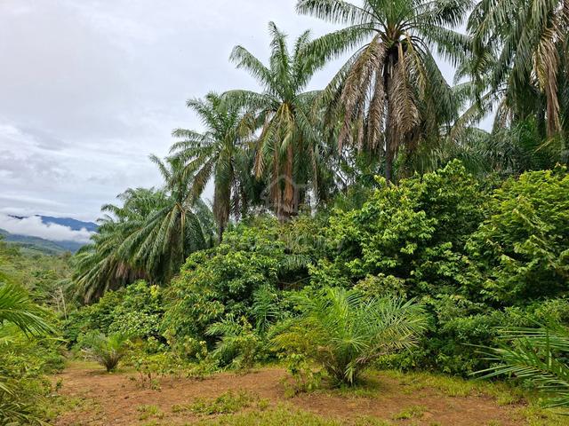 6 Ekar Kebun Sawit Kuala Kangsar 1