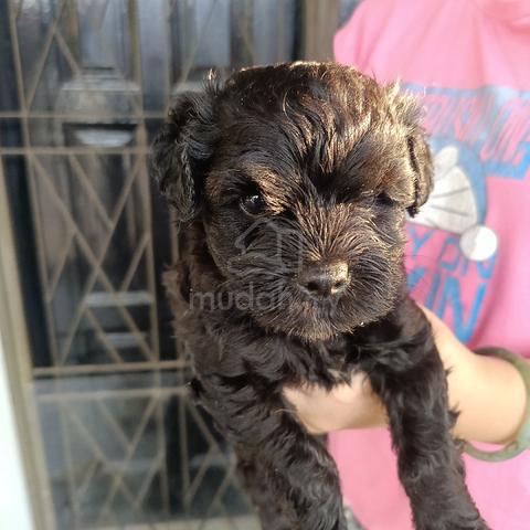 puppy poddle  - photo 4 of 4