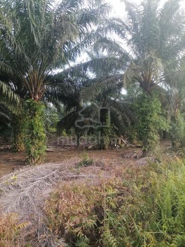 2.5 Ekar Tanah Kelapa Sawit Sri Gading Batu Pahat Johor 1