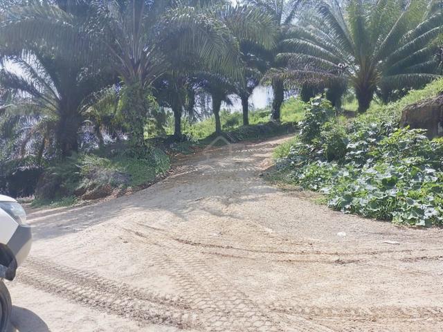 For sale, Palm Oil Plantation Gua Musang Kelantan For sale 1