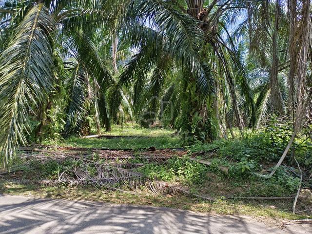 2 acres Oil Palm Land @ Tanjung Agas, Pasir Panjang, Port Dickson, N9 2