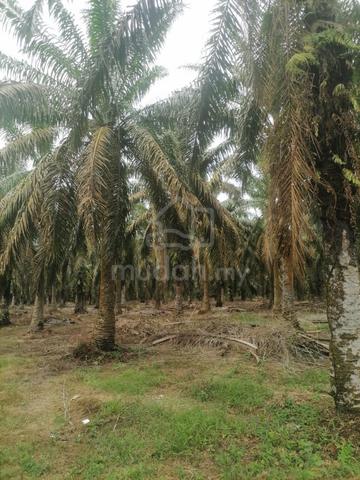 2 Ekar Tanah Pokok Sawit Ayer Hitam Mukim Sri Gading Batu Pahat Johor 1