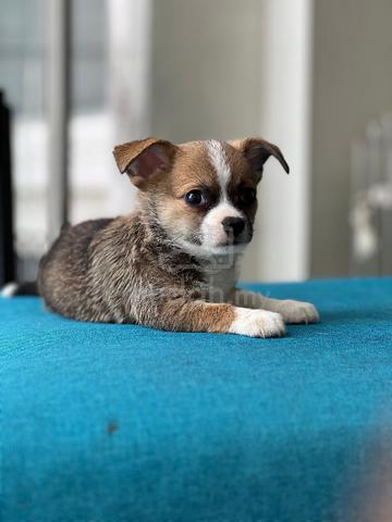 purebreed chihuahua puppy available  - photo 2 of 4