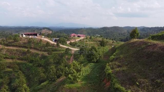 141 Acres Durian Farm Freehold, Near Town, Concrete Road, Musang King 4