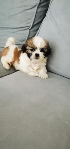 shihtzu ~6 - photo 2 of 3
