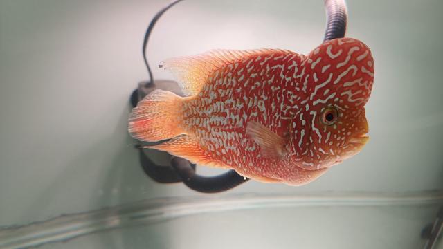 flowerhorn kamfa GB - photo 4 of 6
