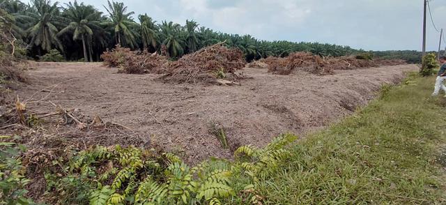 Nusa Dusun Orchard Farm 1