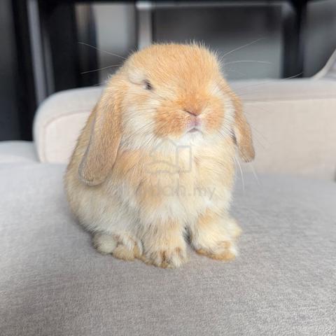 Holland lop bunny earlop rabbit arnab - photo 2 of 2