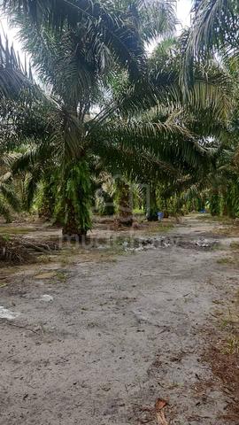 Agriculture Land For sale Batu Gajah , Perak 1