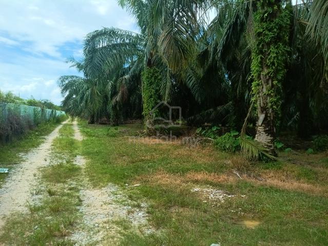 tanah kelapa sawit 2.5 ekar 1