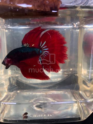 Ikan Betta HM - photo 2 of 3