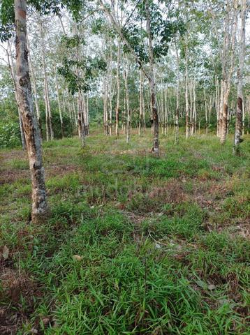 2 Ekar Tanah Pokok Getah Bukit Tanah Merah Segamat Johor 1
