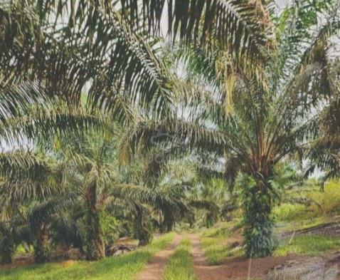 Tanah Kampung Rambutan, Kuala Nerang. 1