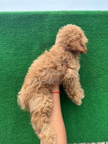 Toy Poodle - photo 2 of 3