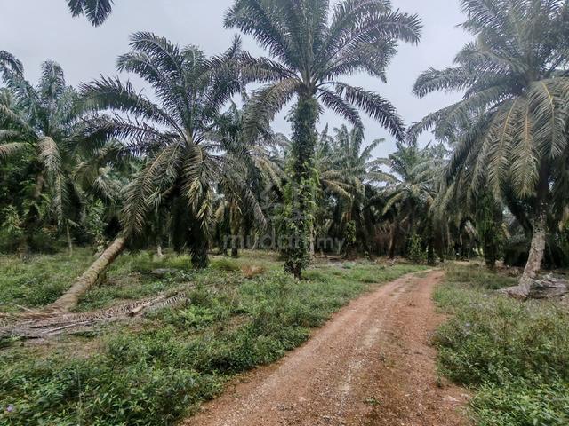 internasional lot freehold 1
