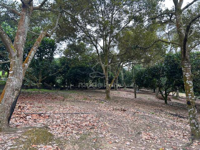 Mantin N9 Kampung Dalam Freehold Agri Land With Access Road For Sale 1