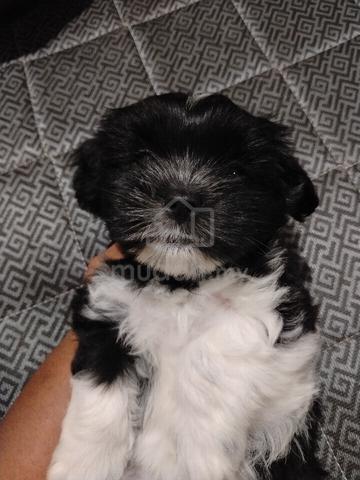Shih Zhu Female Puppy - photo 4 of 4