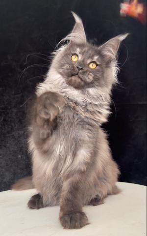 Carousel Image Selected