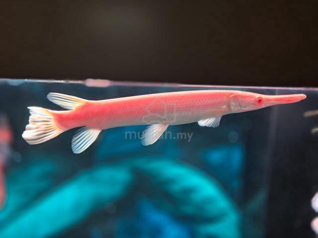 Albino Golden Alligator Gar - photo 2 of 4