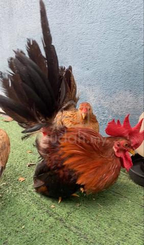 Ayam Japanese Bantam Sepasang - photo 2 of 3