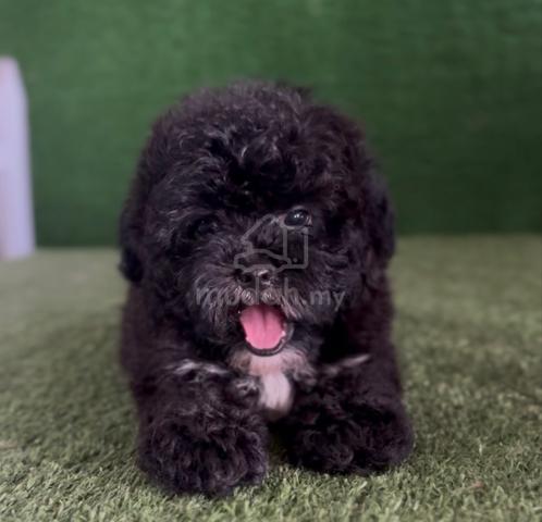 Carousel Image