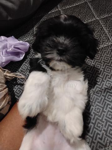 Shih Tzu 1 month old female puppy - photo 4 of 4