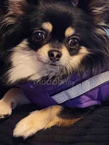 black and white Chihuahua ~2 - photo 5 of 6