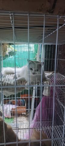 2 ekor dewasa kucing untuk dilepaskan..  - photo 5 of 6