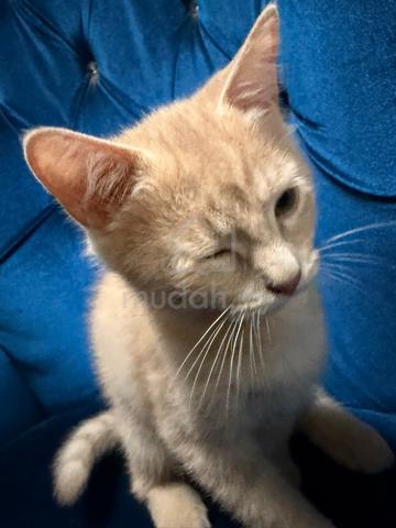 Anak Kucing Comel utk Dijual (Umur 4 Bulan) - photo 4 of 6