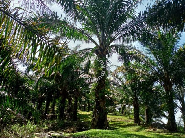 50 acres Palm oil Land at Tapah, Perak 1