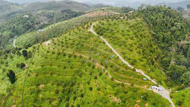 Durian Farm Kulim Jun jong Agriculture Land For Sales 1