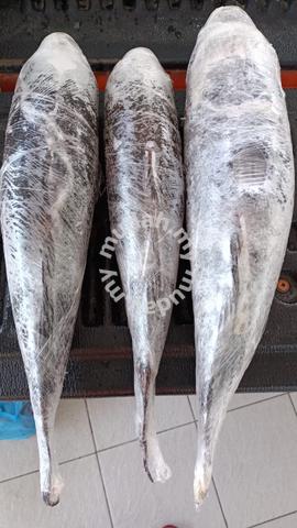 Ikan Ubi for Sale