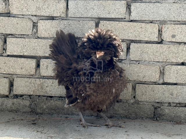 Poland chicks / anak ayam poland - photo 5 of 6