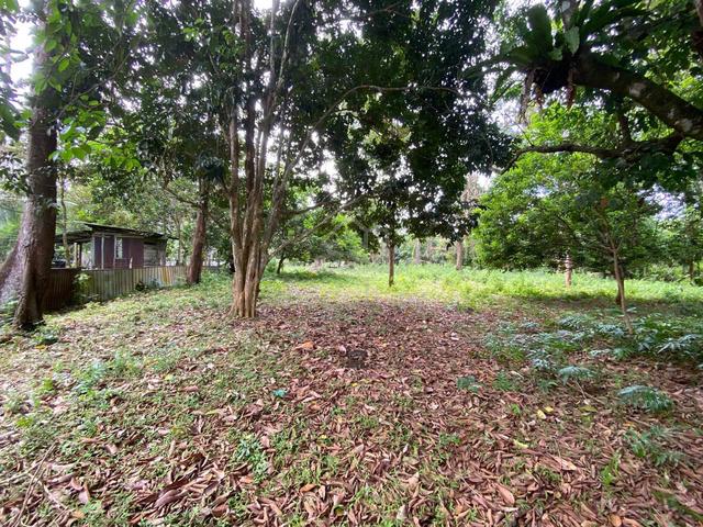 [Dusun 1.2 Ekar] Tanah Pertanian di Beserah, Kuantan 1