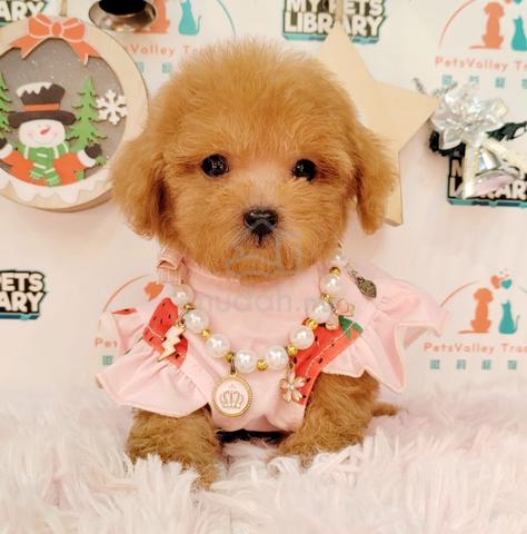 fat poodle puppy dog 54 - Pets for sale in Puchong, Kuala Lumpur