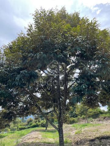 Durian Farm, Freehold, Pantai Jelebu — Negeri Sembilan 1