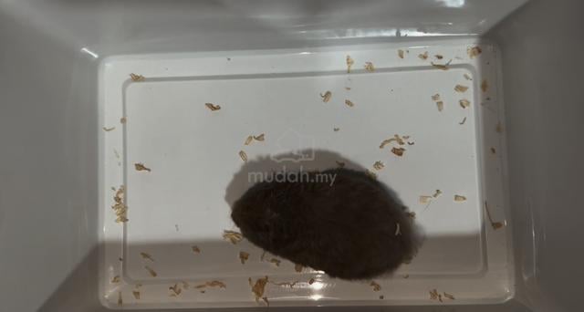 Hamster Syrian Dove Female Big Body - photo 3 of 3