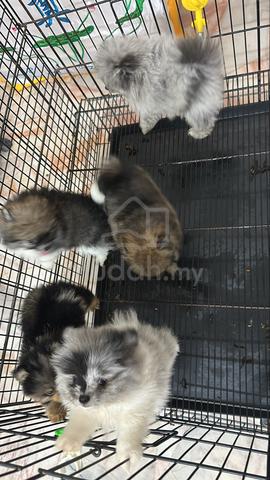 Pomeranian Male n Female Puppies F&M - photo 4 of 4