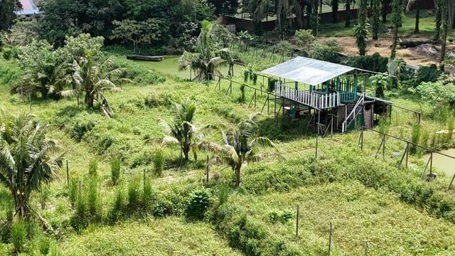 Pekan Nanas Agricultural Land For Sale 1