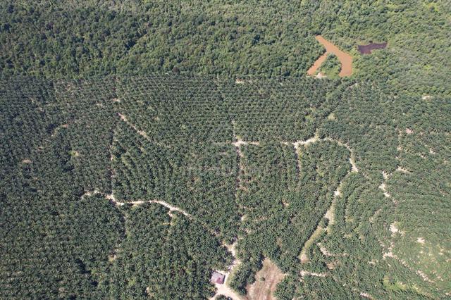 181 ACRE | 73 HECTARE Oil Palm Plantation Sawit Tawar Baling Kedah 1