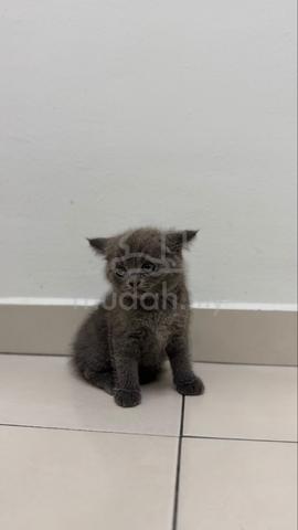 British Shorthair Kittens for Sale - photo 4 of 4