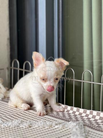 purebreed chihuahua puppy available  - photo 4 of 5