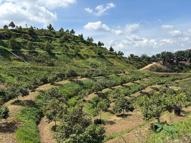 [Durian Palm Tree Farm] Agriculture Land Brisu Malaka for Sale 1